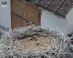 Capi_Dubne_20260804_162502.jpg