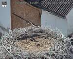 Capi_Dubne_20260804_165007.jpg