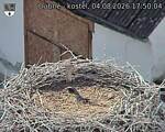 Capi_Dubne_20260804_175004.jpg
