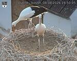 Capi_Dubne_20260804_195005.jpg