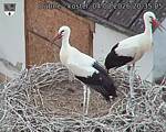 Capi_Dubne_20260804_203505.jpg