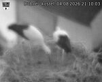 Capi_Dubne_20260804_211003.jpg