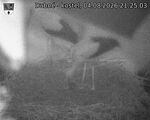 Capi_Dubne_20260804_212503.jpg