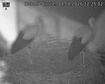 Capi_Dubne_20260804_222502.jpg