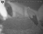 Capi_Dubne_20260804_225002.jpg
