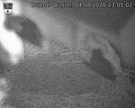 Capi_Dubne_20260804_230502.jpg