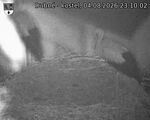 Capi_Dubne_20260804_231002.jpg