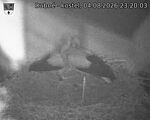 Capi_Dubne_20260804_232003.jpg