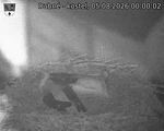 Capi_Dubne_20260805_000003.jpg