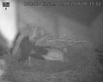 Capi_Dubne_20260805_001502.jpg