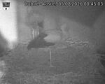 Capi_Dubne_20260805_004503.jpg