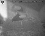 Capi_Dubne_20260805_005002.jpg