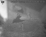 Capi_Dubne_20260805_005503.jpg