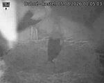 Capi_Dubne_20260805_010503.jpg