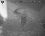 Capi_Dubne_20260805_011002.jpg