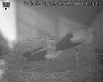 Capi_Dubne_20260805_013503.jpg