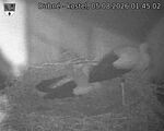 Capi_Dubne_20260805_014502.jpg