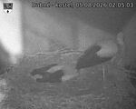Capi_Dubne_20260805_020503.jpg