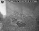 Capi_Dubne_20260805_022002.jpg