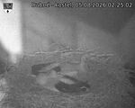 Capi_Dubne_20260805_022503.jpg