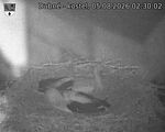 Capi_Dubne_20260805_023002.jpg