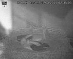 Capi_Dubne_20260805_023503.jpg