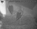 Capi_Dubne_20260805_025502.jpg