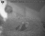 Capi_Dubne_20260805_031003.jpg