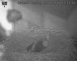 Capi_Dubne_20260805_031502.jpg