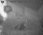 Capi_Dubne_20260805_032503.jpg