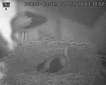 Capi_Dubne_20260805_033002.jpg