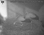 Capi_Dubne_20260805_034002.jpg