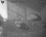 Capi_Dubne_20260805_035002.jpg
