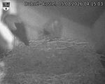 Capi_Dubne_20260805_041503.jpg