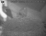 Capi_Dubne_20260805_042502.jpg