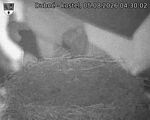Capi_Dubne_20260805_043002.jpg