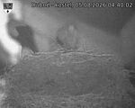 Capi_Dubne_20260805_044002.jpg