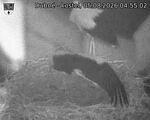 Capi_Dubne_20260805_045502.jpg