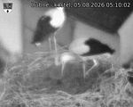 Capi_Dubne_20260805_051002.jpg
