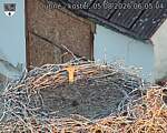 Capi_Dubne_20260805_060504.jpg