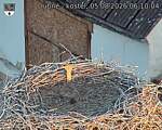 Capi_Dubne_20260805_061004.jpg