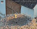 Capi_Dubne_20260805_061502.jpg