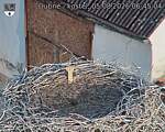 Capi_Dubne_20260805_064504.jpg
