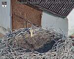 Capi_Dubne_20260805_071504.jpg