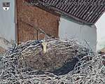 Capi_Dubne_20260805_072004.jpg