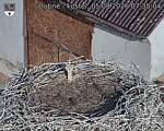 Capi_Dubne_20260805_073504.jpg