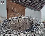 Capi_Dubne_20260805_074004.jpg