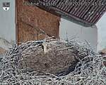 Capi_Dubne_20260805_074504.jpg