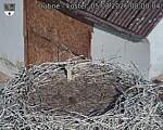 Capi_Dubne_20260805_080004.jpg