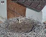 Capi_Dubne_20260805_080504.jpg